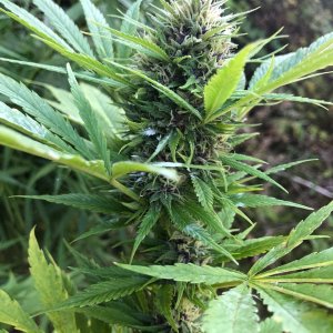 Durban Poison bud outdoor pheno.jpg