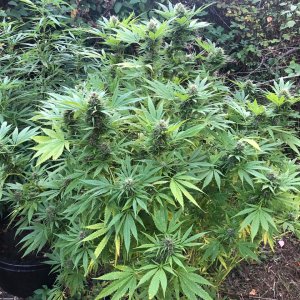 Durban Poison Late flower outdoors organic.jpg