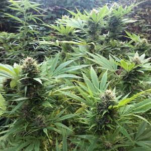 Durban Poison top buds organic outdoors high stress training.jpg