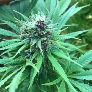 Durban Poison purple bud pheno early finisher.jpg