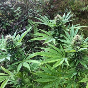 3 main buds at the top Durban Poison bud outdoors.jpg