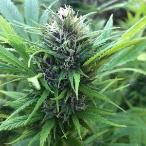 Durban Poison Bud close up Organically grown Outdoors .jpg