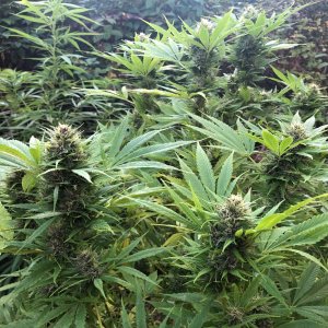 Durban Poison Mother Top crown buds outdoors.jpg