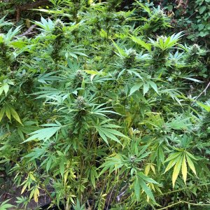 Durban Poison organic outdoors bud tops.jpg