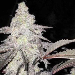 MAC-1-feminized-cannabis-seeds3.jpg