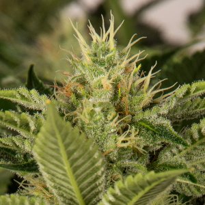 Day 41 Crop Durban Poison bud 3 Oct.jpg