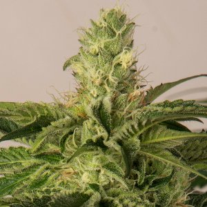 Day 41 Crop Lambs Bread bud 3 Oct.jpg