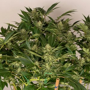 Day 41 Durban Poison 3 Oct.jpg