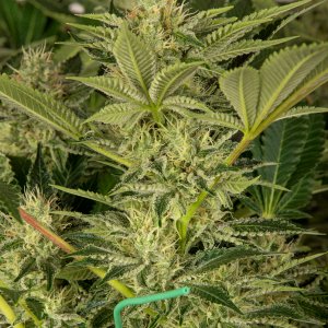 Day 41  Durban Poison bud 3 Oct.jpg