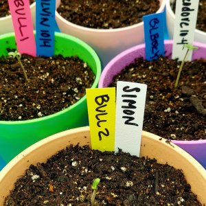 Big Bull-Blueberry-Seedlings.jpg