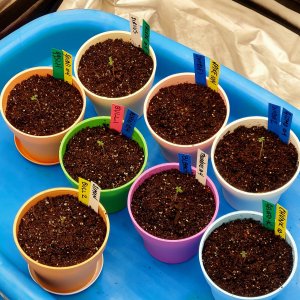 Cannabis seedlings-8.jpg