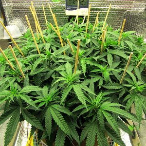 2a-Zkittles 2- day 61.jpg