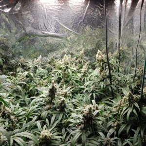 HI Day 63 flower (2).JPG