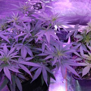 first-flowers-10-days-after-flip-sweet-zombie-cannabis-grow-journal-2022.JPG