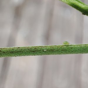 aphids1.jpg