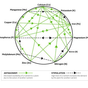 Mulder's Chart.jpg