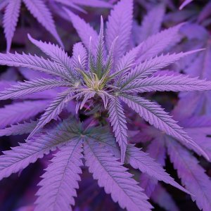 cannabis-flower-bud-site.JPG