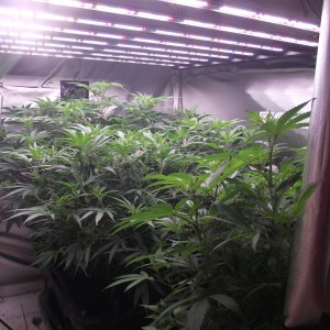 clones filling up the room.JPG