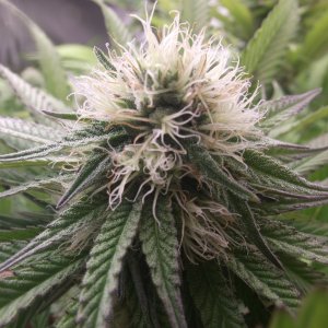 purple kush buds day 21 (2).JPG