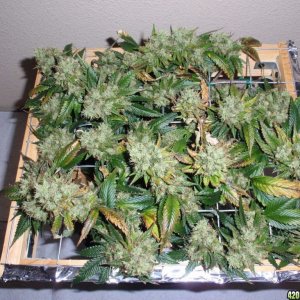 Harvest Day - Diablo