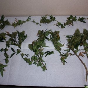 Harvest Day - Diablo Clippings