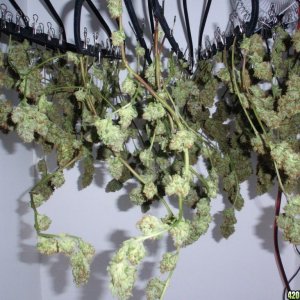 Harvest Day - Buds Hanging