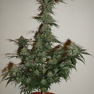 MI5 Auto Flower