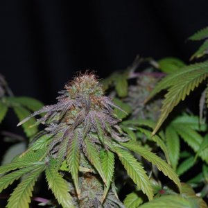 medijuana - grow 4 pom entry