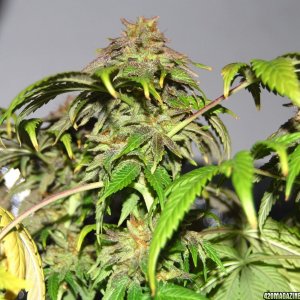 medijuana - grow 4 56 days