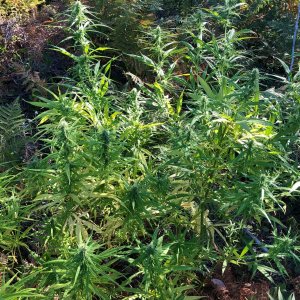 Outdoor buds sativa dominant second view.jpg