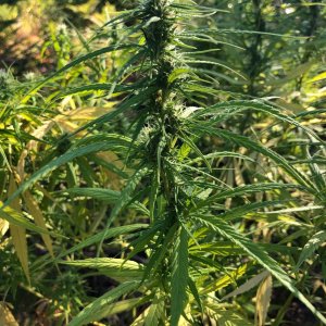 Personal Sativa bud structure outdoor grow.jpg