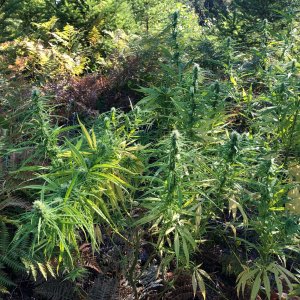 Personal Sativa buds outdoors organic.jpg