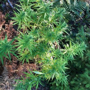 Personal Sativa phenos in pots high stress traninig water deprivation mid flower.jpg