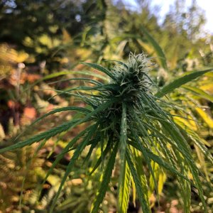 Personal Sativa top bud sativa dominant traits outdoor organic.jpg