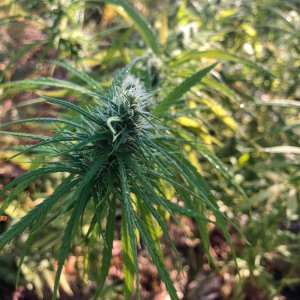 Sativa dominant bud outdoors mid flower.jpg