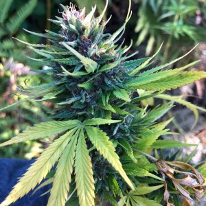 Durban Poison bud before harvest .jpg