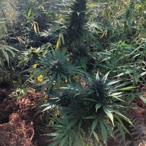 Durban Poison bud outdoors organic water deprivation.jpg