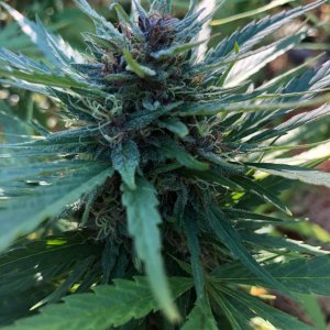 Durban Poison outdoor bud.jpg