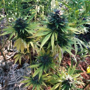 Durban Poison water deprivation 7th day harvest day.jpg