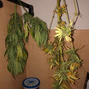 3 days in the dark pre bud wash and trim.jpg