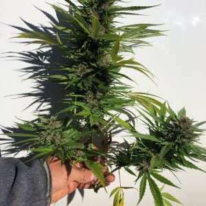 Durban Poison top section harvest water deprivation 7th day pheno in the ground.jpg.jpg