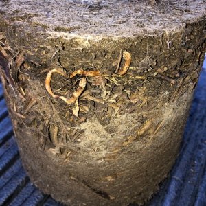 Roots on layered pot.jpg