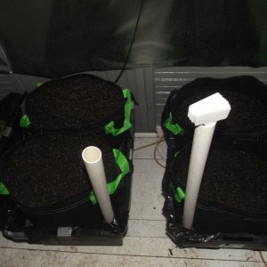 new sip tubs for veg.JPG