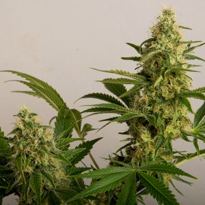 Day 50  Double Chocolate Bud Two 13 Oct.jpg