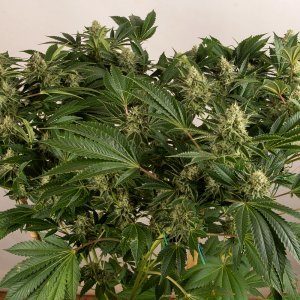 Day 50 Durban Poison high 13 Oct.jpg