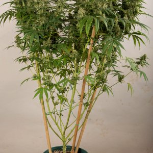 Day 50  Green Crack front 13 Oct.jpg