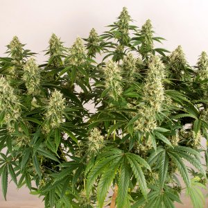 Day 50 Green Crack high 13 Oct.jpg