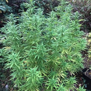 Personal Sativa pheno Outdoors late finishing sativa dominant.jpg