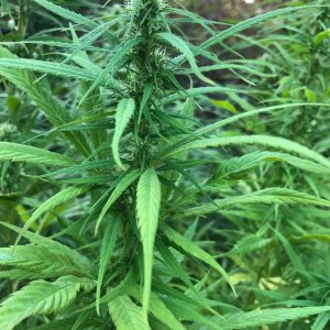 Personal Sativa pheno Outdoors sativa dominant.jpg