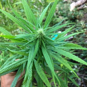 Personal Sativa top bud 2.jpg